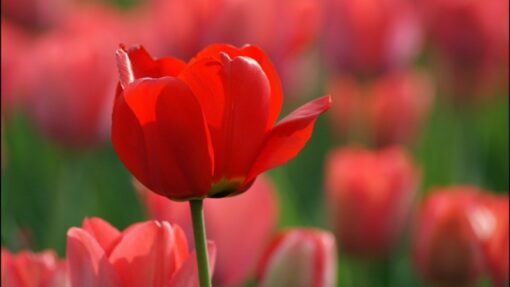 Hoa Tulip đỏ đà Nẵng Giá Sỉ Lẻ