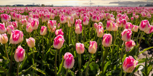 Hoa Tulip O Da Nang 1