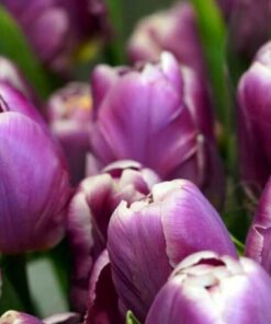 Hoa Tulip Tím ở đà Nẵng Giá Sỉ Lẻ