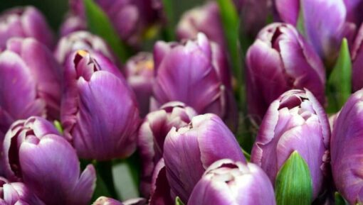 Hoa Tulip Tím ở đà Nẵng Giá Sỉ Lẻ