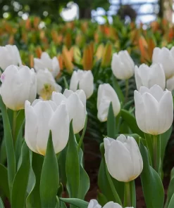 Hoa Tulip Trắng đà Nẵng