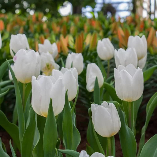 Hoa Tulip Trắng đà Nẵng