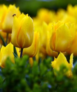 Hoa Tulip Vàng đà Nẵng Giá Sỉ Lẻ