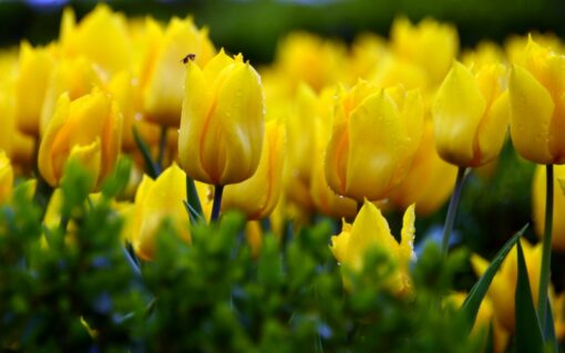 Hoa Tulip Vàng đà Nẵng Giá Sỉ Lẻ