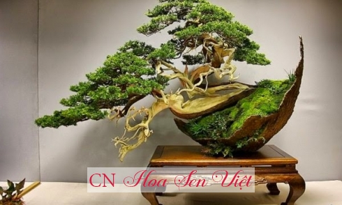 Huong-dan-ky-thuat-lao-hoa-cay-canh-bonsai