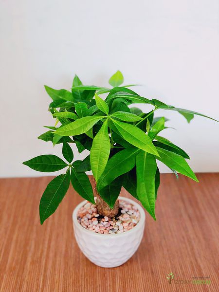 cây thủy sinh trồng trong nhà