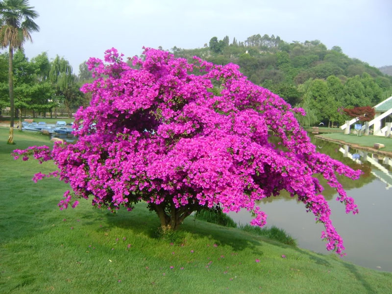 Ky Thuat Trong Hoa Giay No Quanh Nam
