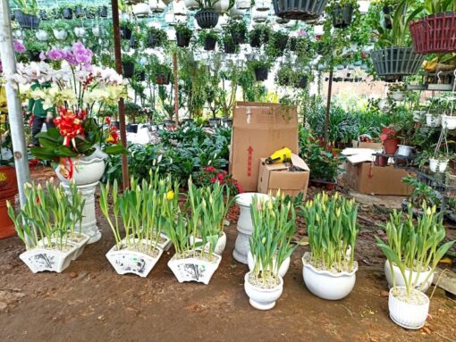 Nơi Bán Hoa Tulip đà Nẵng