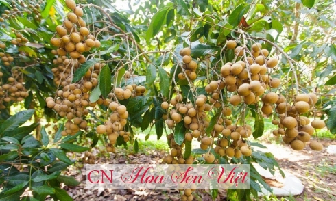 Quy-trinh-cham-soc-cay-nhan-sau-thu-hoach