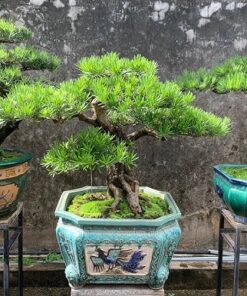 Tung La Han Bonsai Da Nang