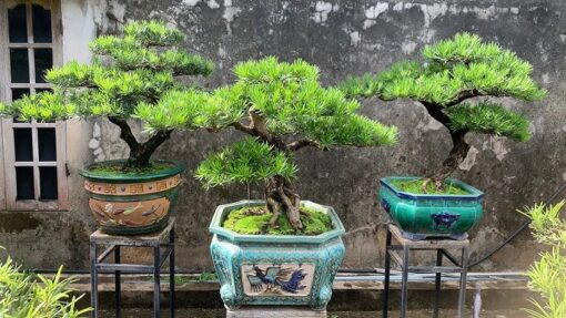 Tung La Han Bonsai Da Nang