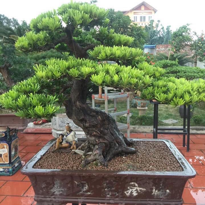 Tung La Han Bonsai Dep