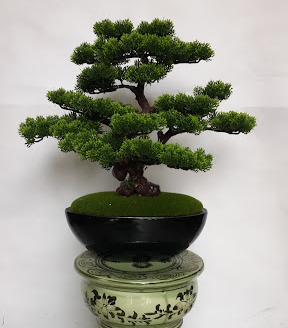 tùng lâm bonsai