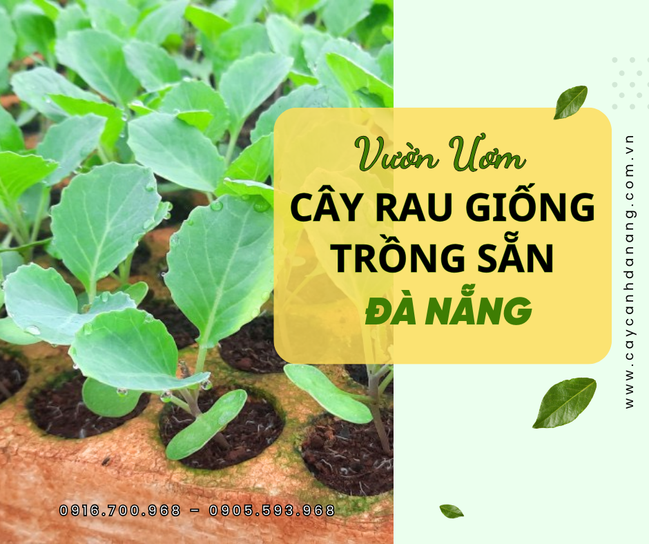 Vuon-uom-cay-rau-giong-da-nang