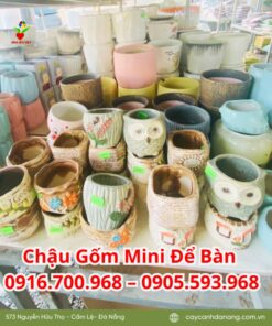 Chậu Gốm Mini để Bàn