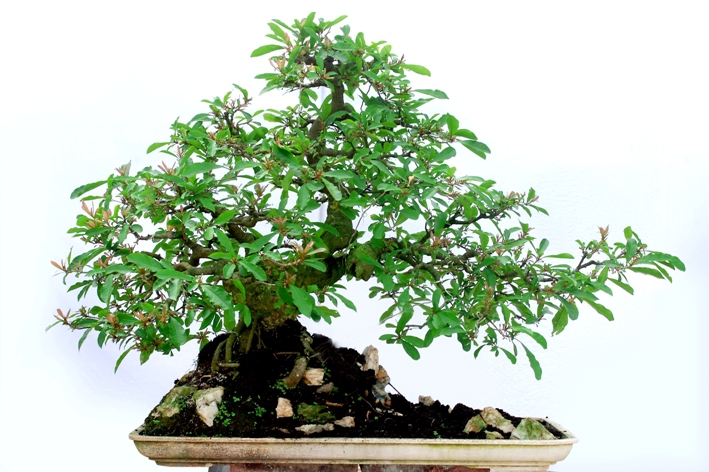 Cay Canh Bonsai Loc Vung