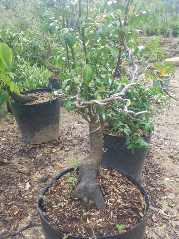 Cây Khế Mini Dáng Bonsai