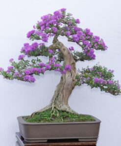 Cay Linh Sam Bonsai Da Nang 1