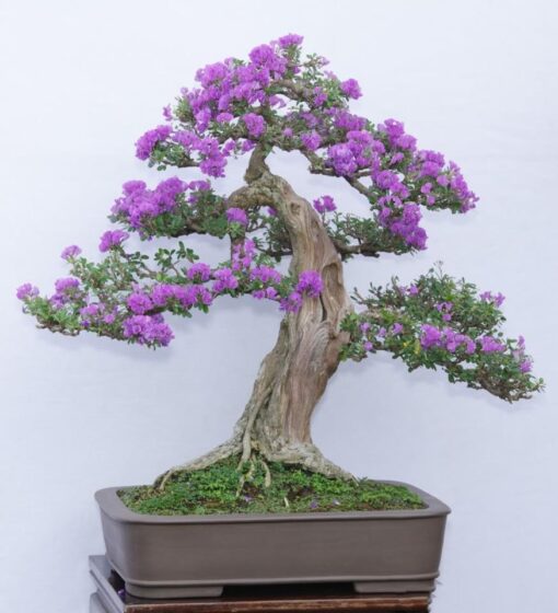 Cay Linh Sam Bonsai Da Nang 1