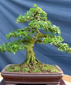 Cay Linh Sam Bonsai Da Nang