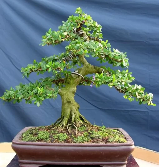 Cay Linh Sam Bonsai Da Nang