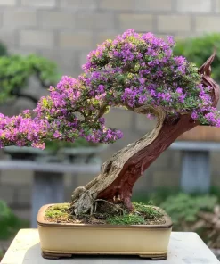 Cay Linh Sam Bonsai Da Nang 9