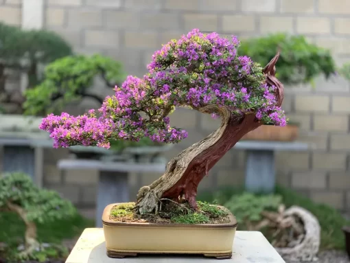 Cay Linh Sam Bonsai Da Nang 9