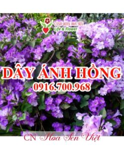 Day Anh Hong 4