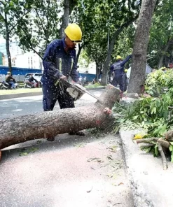 Dich Vu Cat Tia Cay Xanh Tai Da Nang 2