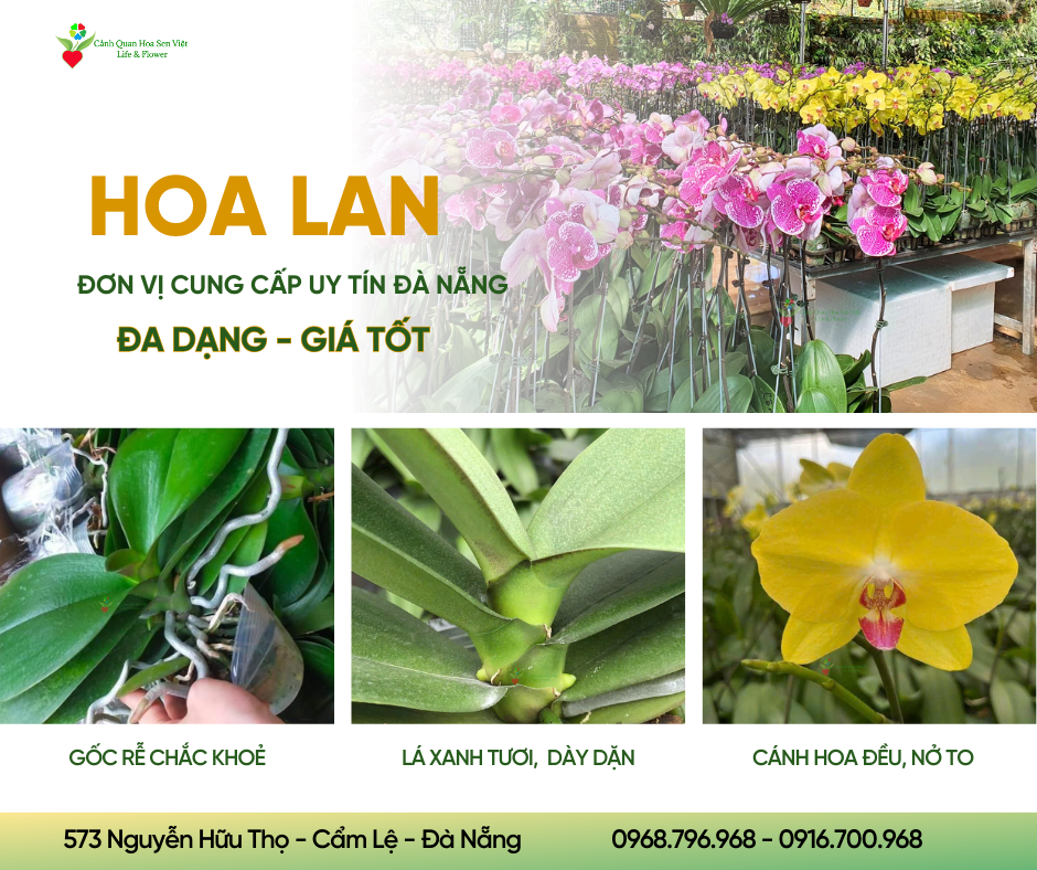 Hoa-lan-da-nang (9)(1)