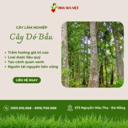 Cay-do-dau – Copy