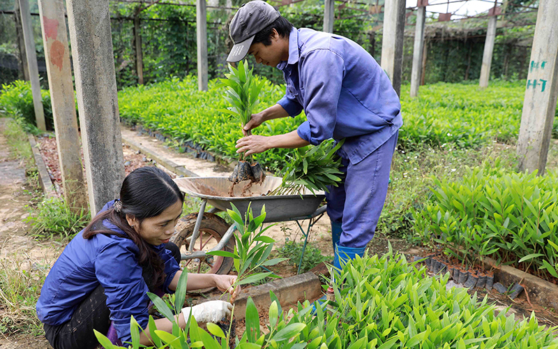 Trồng cây lâm nghiệp Đà Nẵng