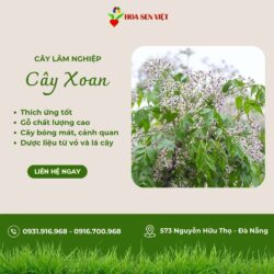 Cay-xoan – Copy