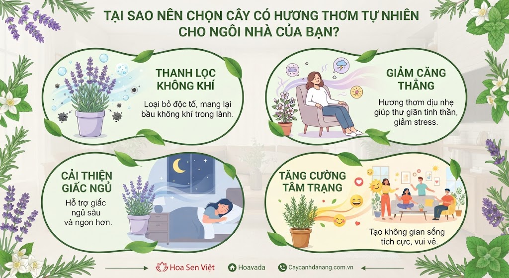Tại Sao Nên Chọn Cây Có Hương Thơm Tự Nhiên Cho Ngôi Nhà Của Bạn