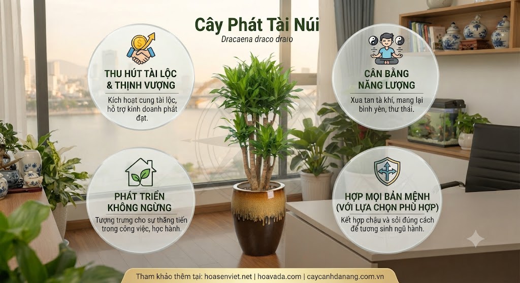 Ý Nghĩa Phong Thủy Sâu Sắc Của Cây Phát Tài Đà Nẵng