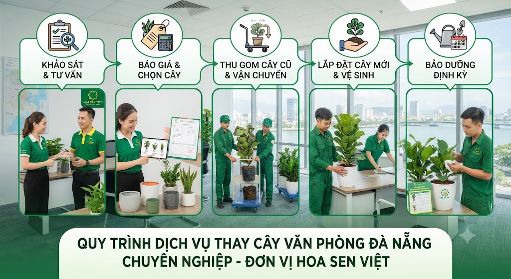 Quy Trình Triển Khai Dịch Vụ Thay Cây Văn Phòng Đà Nẵng Chuyên Nghiệp